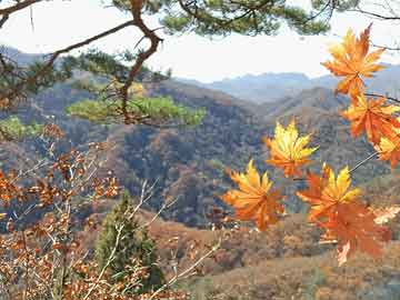 SEO優(yōu)化策略