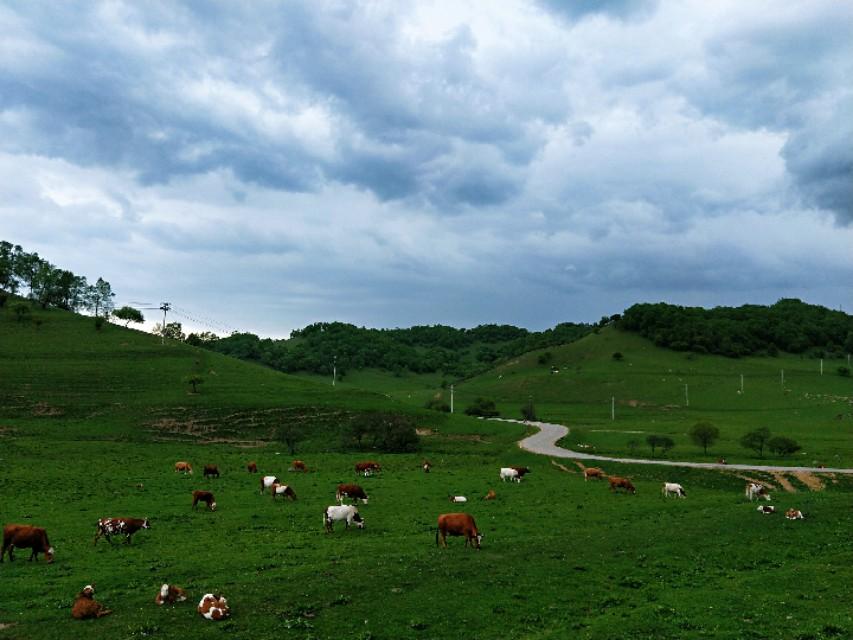 關(guān)山牧場(chǎng)門票價(jià)格詳解，關(guān)山牧場(chǎng)門票價(jià)格全解析
